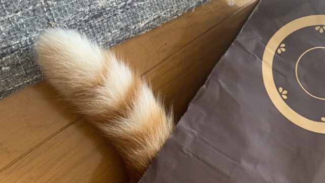 猫の尻尾がシマシマ　アライグマ