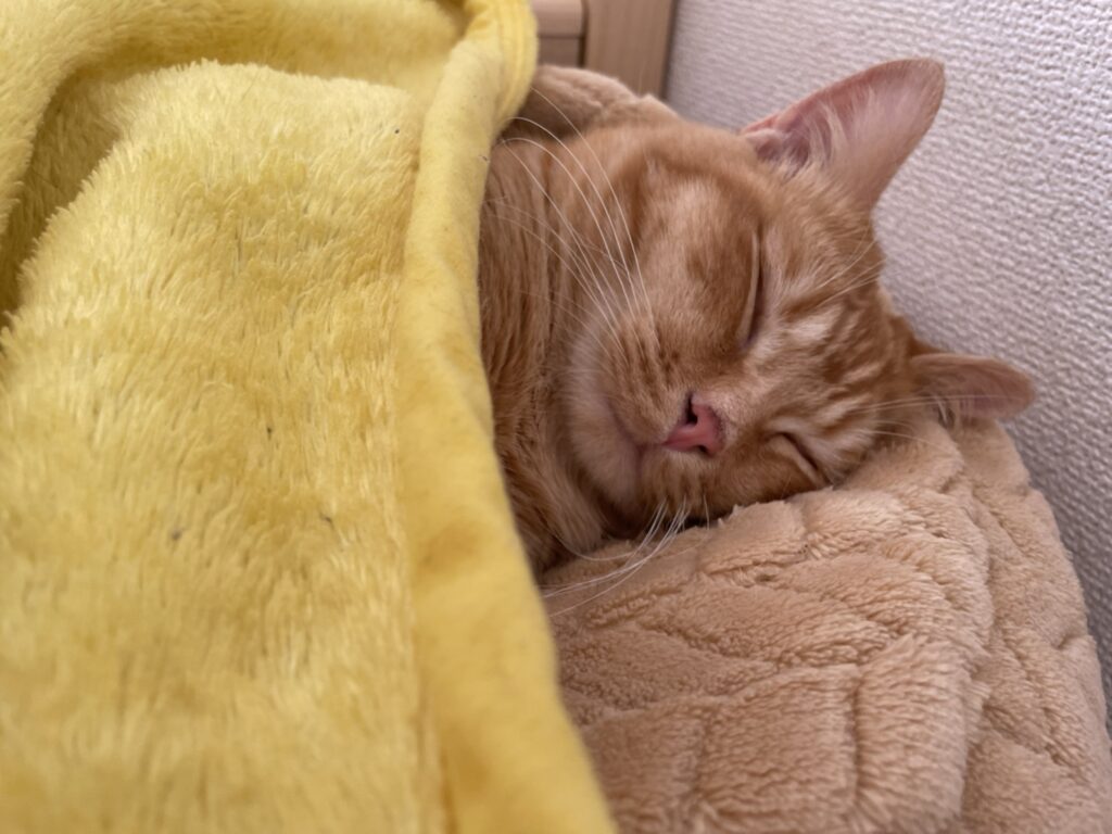 猫ブログ　猫のいる暮らし　よく寝る猫