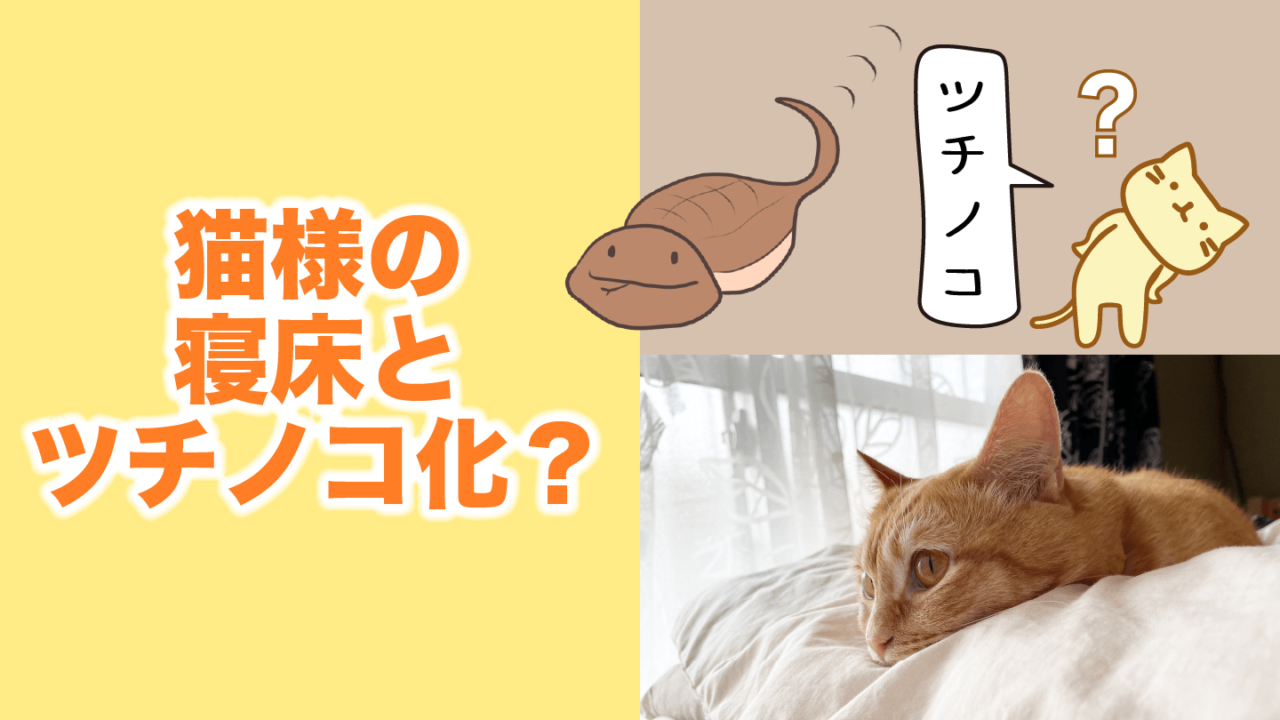 猫様の寝床とツチノコ化 おばばと猫の暮らし 猫ブログ