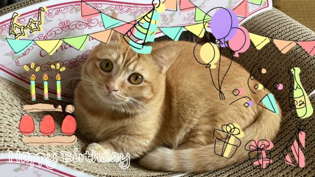 愛猫お誕生日