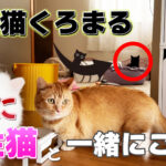 【くろまる成長記録】ついに先住猫ポン＆ななと一緒にごはん！？